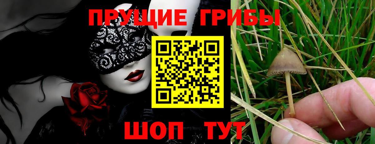 Галлюциногенные грибы Cubensis  Псилоцибиновые грибы GOLDEN TEACHER  Вход с VPN  Кингисепп 